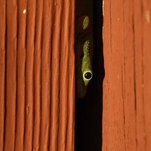 Preview wallpaper lizard, reptile, eye, slit