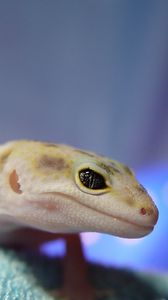 Preview wallpaper lizard, reptile, face, eye, blurred