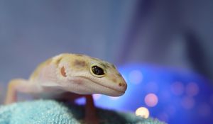 Preview wallpaper lizard, reptile, face, eye, blurred