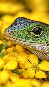 Preview wallpaper lizard, reptile, flowers, bright, wildlife