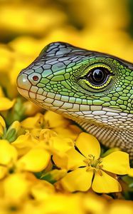 Preview wallpaper lizard, reptile, flowers, bright, wildlife