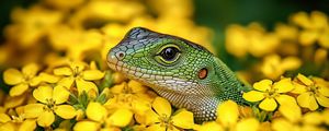 Preview wallpaper lizard, reptile, flowers, bright, wildlife