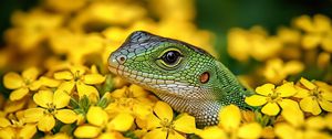 Preview wallpaper lizard, reptile, flowers, bright, wildlife