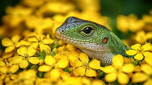 Preview wallpaper lizard, reptile, flowers, bright, wildlife