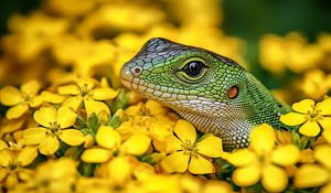 Preview wallpaper lizard, reptile, flowers, bright, wildlife