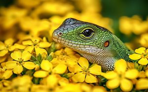 Preview wallpaper lizard, reptile, flowers, bright, wildlife