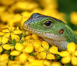 Preview wallpaper lizard, reptile, flowers, bright, wildlife