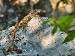 Preview wallpaper lizard, reptile, glance, wildlife