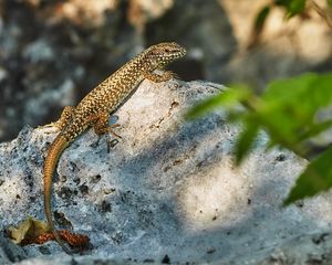 Preview wallpaper lizard, reptile, glance, wildlife