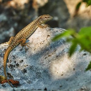 Preview wallpaper lizard, reptile, glance, wildlife