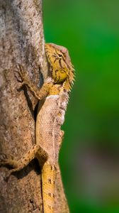 Preview wallpaper lizard, reptile, glance, tree, wildlife