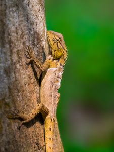 Preview wallpaper lizard, reptile, glance, tree, wildlife