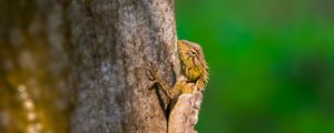 Preview wallpaper lizard, reptile, glance, tree, wildlife