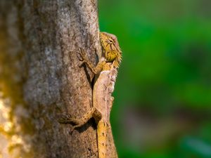 Preview wallpaper lizard, reptile, glance, tree, wildlife