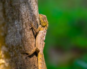 Preview wallpaper lizard, reptile, glance, tree, wildlife