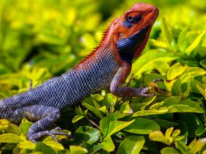 Preview wallpaper lizard, reptile, grass, scales