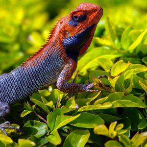 Preview wallpaper lizard, reptile, grass, scales