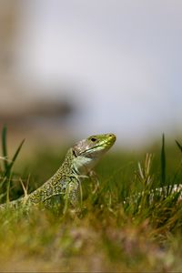 Preview wallpaper lizard, reptile, grass, wildlife, macro