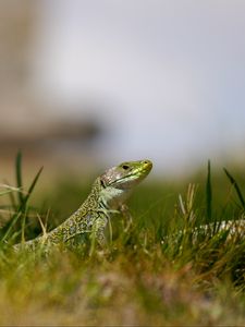 Preview wallpaper lizard, reptile, grass, wildlife, macro