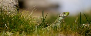 Preview wallpaper lizard, reptile, grass, wildlife, macro