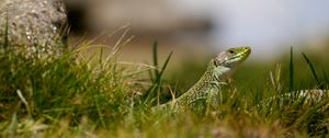 Preview wallpaper lizard, reptile, grass, wildlife, macro