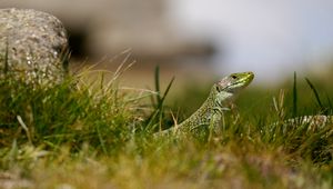 Preview wallpaper lizard, reptile, grass, wildlife, macro