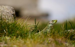 Preview wallpaper lizard, reptile, grass, wildlife, macro