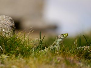 Preview wallpaper lizard, reptile, grass, wildlife, macro