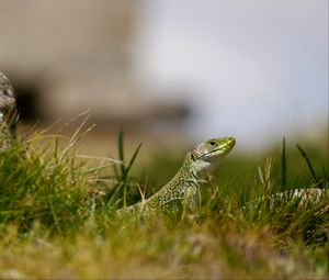 Preview wallpaper lizard, reptile, grass, wildlife, macro