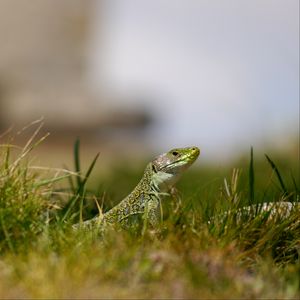 Preview wallpaper lizard, reptile, grass, wildlife, macro