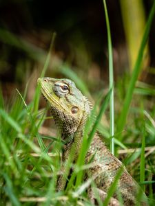 Preview wallpaper lizard, reptile, grass, macro