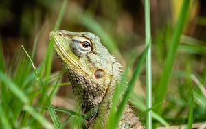 Preview wallpaper lizard, reptile, grass, macro