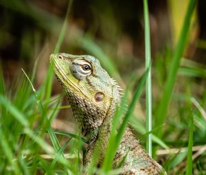 Preview wallpaper lizard, reptile, grass, macro