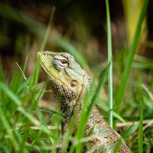 Preview wallpaper lizard, reptile, grass, macro