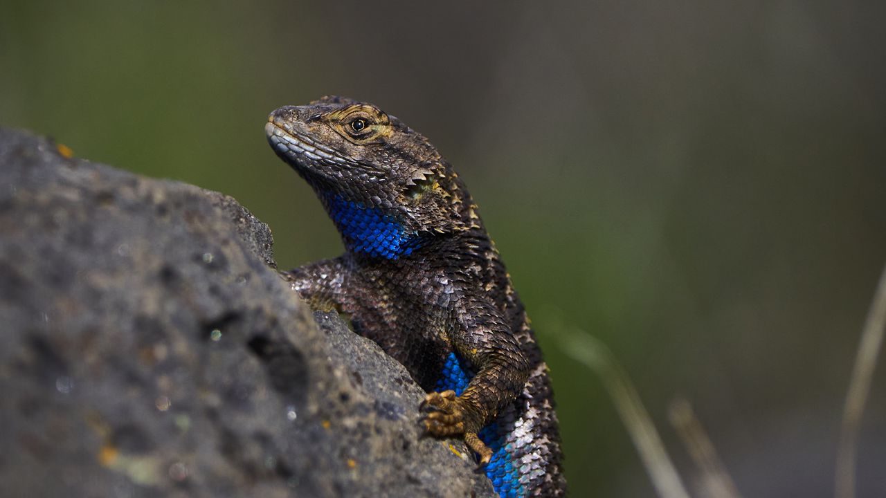 Wallpaper lizard, reptile, gray, blue, stone