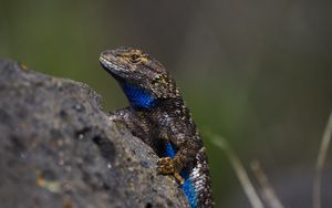 Preview wallpaper lizard, reptile, gray, blue, stone