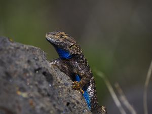Preview wallpaper lizard, reptile, gray, blue, stone