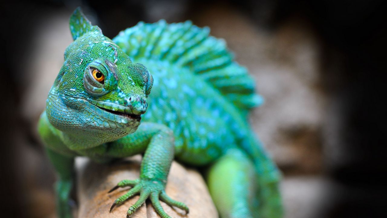 Wallpaper lizard, reptile, green, muzzle