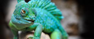 Preview wallpaper lizard, reptile, green, muzzle