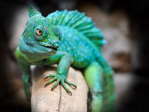 Preview wallpaper lizard, reptile, green, muzzle