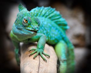 Preview wallpaper lizard, reptile, green, muzzle