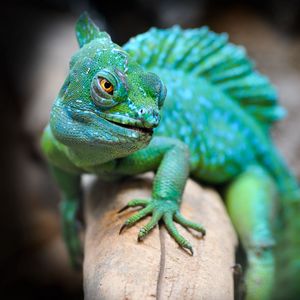 Preview wallpaper lizard, reptile, green, muzzle