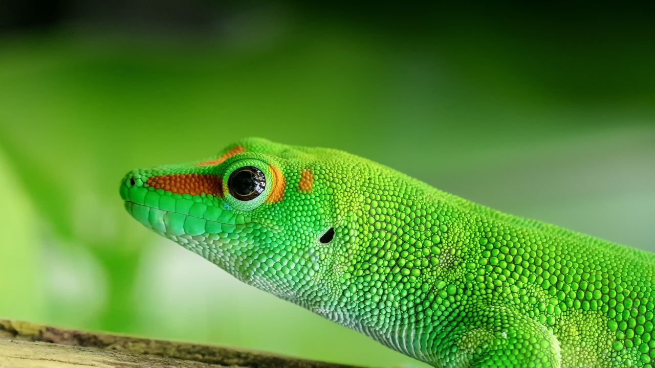 Wallpaper lizard, reptile, green, color