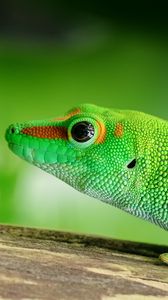 Preview wallpaper lizard, reptile, green, color