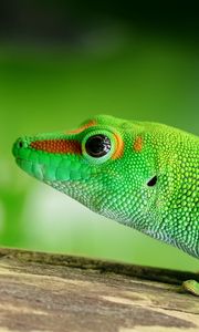 Preview wallpaper lizard, reptile, green, color