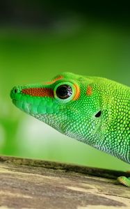 Preview wallpaper lizard, reptile, green, color