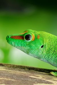 Preview wallpaper lizard, reptile, green, color