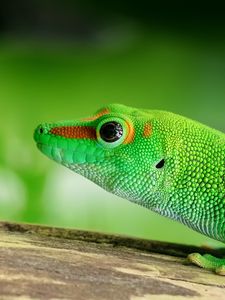 Preview wallpaper lizard, reptile, green, color
