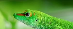 Preview wallpaper lizard, reptile, green, color