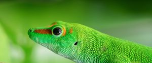 Preview wallpaper lizard, reptile, green, color